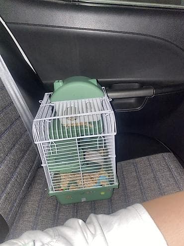 heyvan satilir: İki ədəd hamster satlr .Biri ağ,biri boz.Ustundə ikimərtəbəli — 1