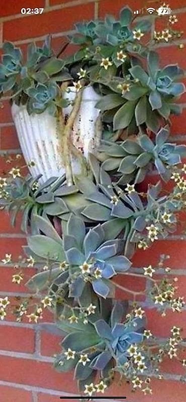 xetayi rayonu: Dipcek guleri — 10