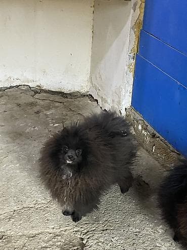 zvanok itləri: Şpitz — 5