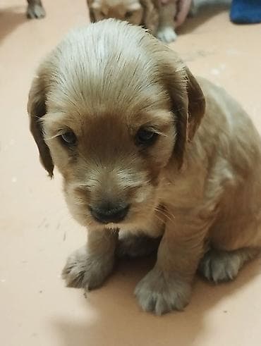 cau cau stenci: Koker spaniyel, 1 ay, Erkek, Sənədli, Ünvandan götürmə, Pulsuz çatdırılma, Ödənişli çatdırılma — 3