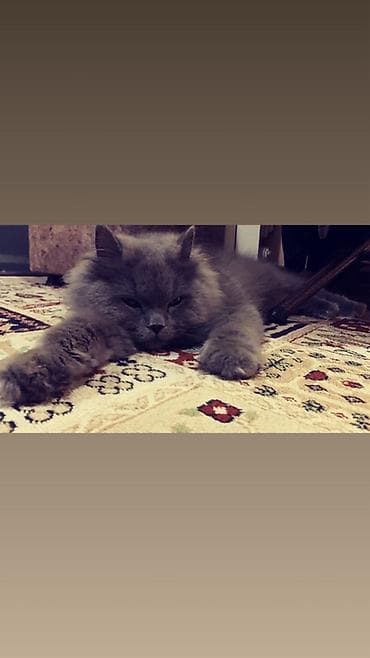 sotland pisiyi satilir: Yaxşı əllərə — 2