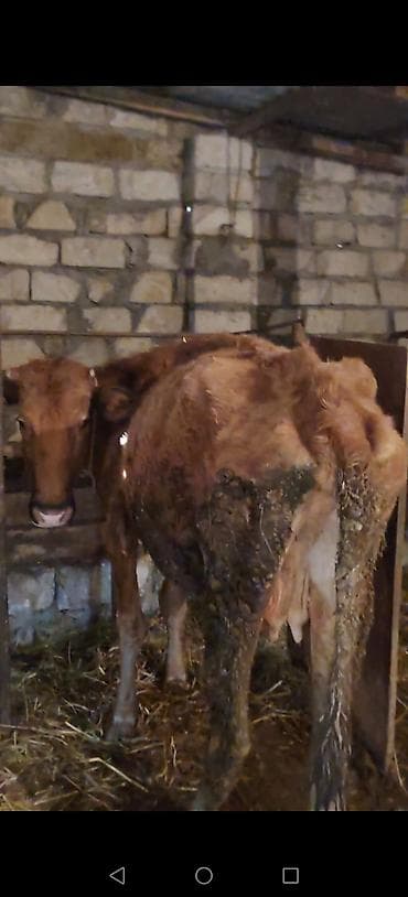 şvis inək: Dişi, il: 3, Südlük, Ünvandan götürmə — 2