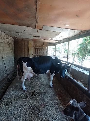 balalı inək: 3qarınadi bugün doğub super heyvandı 10 litr bulama sağmısam heyvan — 9