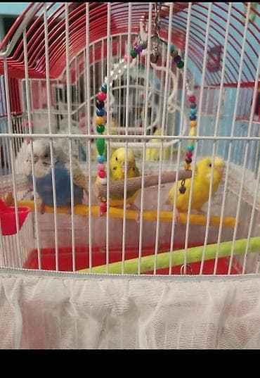 Попугаи: 2 disi bir erkek. Qefesle birge qiymeti 40 manat. Videolarida var — 8