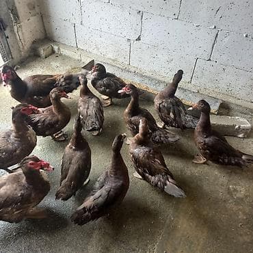 dəniz donuzu: Dişi, | Lal ördək, Damazlıq — 4