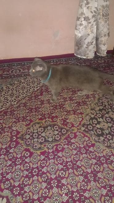 Boz tüklü ev pişiyi - Rəng: vahid boz - Boyunluq: mavi rəngli -