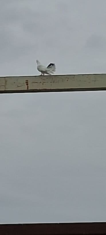 geref qusu rus dilinde: Salam olsun her bir kese bele bir göyercin var 13 ededdir hamsıda — 3