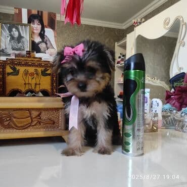 itler bala: Yorkşir teryer — 10