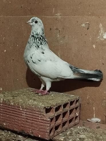 goyercinlər: Ev göyərçinləri – müxtəlif rəng və naxışlarda - Növlər: ev/uyuşdurma — 2