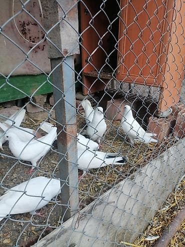 Göyərçinlər: Kohne nesil aglar ucushtu saglam heyvanlardi terqizilir deye hamisini — 6