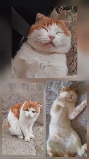 котята в добрые руки баку: В добрые руки — 1