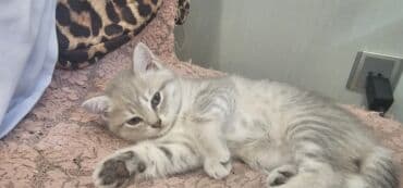 etibarlı ellere verilir: Pişik sentyabrın 10 u doğulub. Scottis straight dı. Təmiz cins — 11