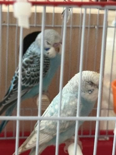 tutuquşlar: Məhsul: Cüt dalğalı tutuquşu (budgerigar) və qəfəs dəsti Təsvir: - — 1