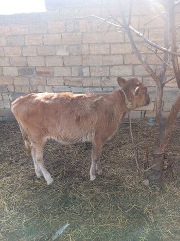 K/t heyvanları üçün mallar: Satlıq 1100 son yeridi super danadı hər şey yeyir super maldır — 1