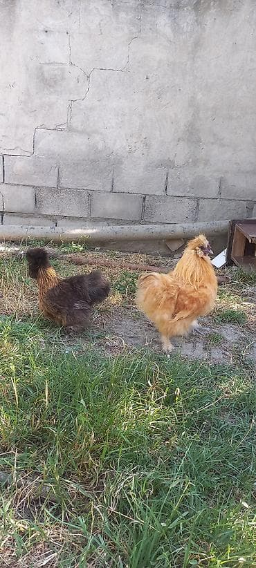 tap.az heyvanlar itler: Ponpon xoruz və fərə cütü 100 azn.arginal 5 barmaq qara dərili cavan — 1