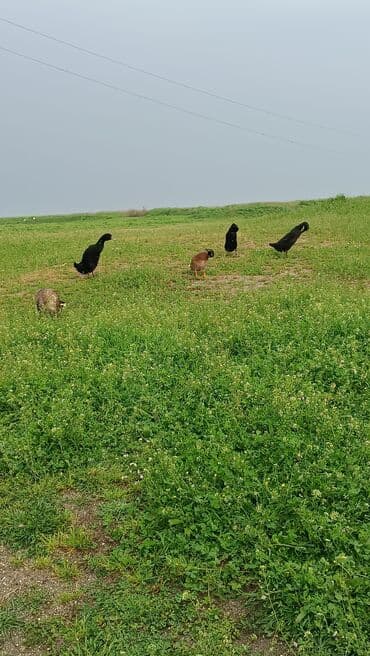 ördəylər: Pinqvin ördəkler satılır 4ədədi 80azn ünvan Masalli. ödənişli — 2