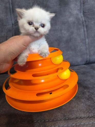 satiliq inekler: Şotland, Erkək, Dişi, Yaxşı əllərə, Ünvandan götürmə, Pulsuz çatdırılma, Ödənişli çatdırılma — 8