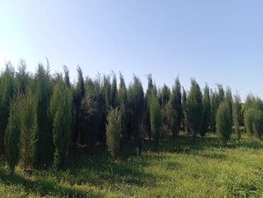 пластмассовый бак для воды купить: Her növ ağaclar ve dekarativ ağaclar çox ucuz ve qarantili gubresiz — 11