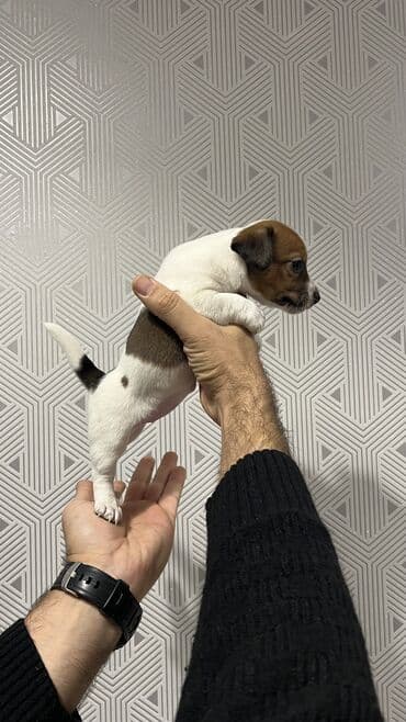 heyvan bazari itler: Cek rassel teryer, 2 ay, Dişi, Ünvandan götürmə — 3