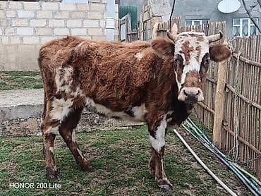 Balıqlar: Salam heyvan Qubadadı real alıcı olsa qiymətdə razılaşmaq olar May — 1