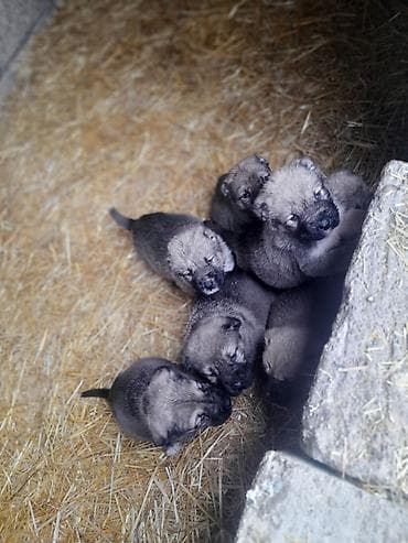 heyvanlar və balaları: Peyvəndli — 5