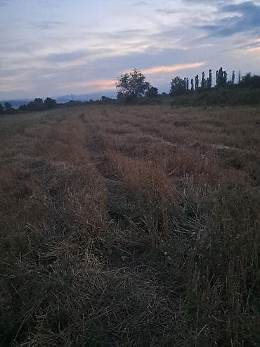 quba ev kiraye: 64 sot, Kənd təsərrüfatı, Kupça (Çıxarış) — 2