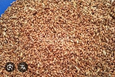 Buğda dənələri yığılmış şəkildə təqdim olunur. Dənələr açıq qəhvəyi