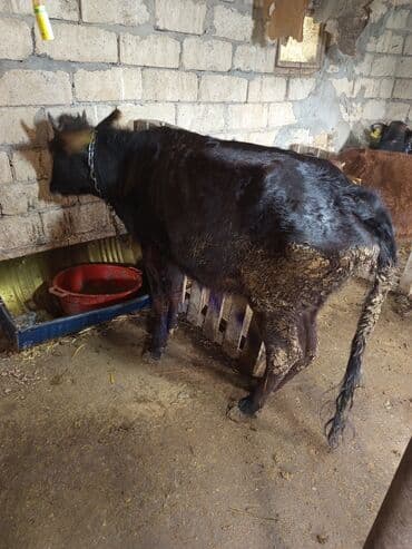 simmental ineklerin satisi: Salam iki Dana birdənə bir qarın doğmuş duyə satılır qiymət üçünə — 1