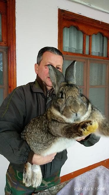 heyvan kokeltme dermanlari: Dovşanlar Flandr cinsli. Flandr cinsli dovşan balaları satılır. Ən — 9