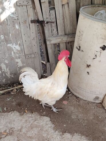 həyət qazı: Ağ rəngli avstrolop xoruz - Rəng: krem-ağ tüklər, iri qırmızı daraq — 3