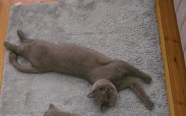 lalafo pisikler: Britan, Erkək, Cütləşmə üçün — 4