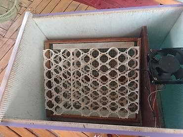 inkubator satışı: Bütün növ quşlaq üçün — 2