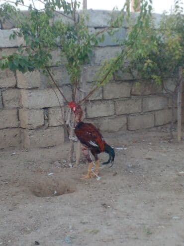 K/t heyvanları üçün mallar: Xoruz, il: 1, Ünvandan götürmə — 4