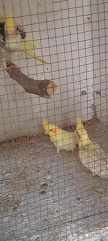 Tutuquşları: Məhsul: Nimfa tutuquşusu (Cockatiel) 3 bala satilir, 2 sari bir #sari — 7