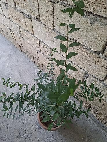 Qabda nar tingi (Punica granatum) Gülövşə nardır. Al qırmızı iri
