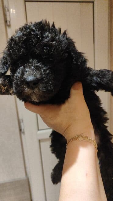 pudel dişi: Pudel, 1 ay, Dişi — 2