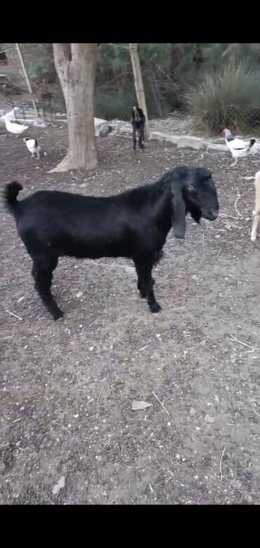 kreditle heyvan satisi: Erkək, Hələb, il: 1, 47 kq, Damazlıq, Ödənişli çatdırılma — 2