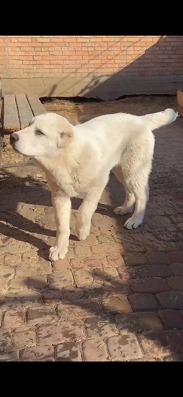 heyvan: Məhsul: İt – iri cüssəli, ağ tüklü, qısa qulaqlı balaca (molasoid — 2