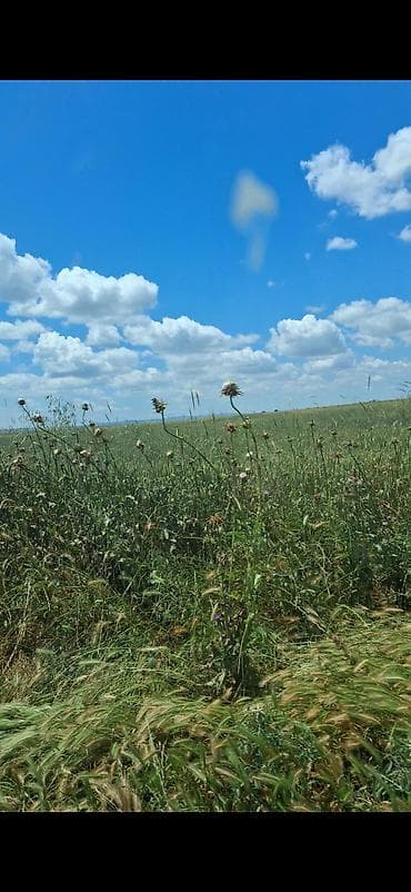 yeni ramanada evlər: 650 sot, Kənd təsərrüfatı, Mülkiyyətçi, Kupça (Çıxarış) — 2