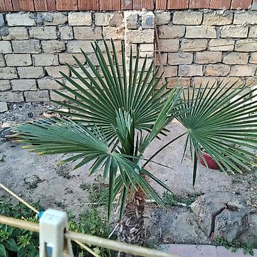 agac satiram: Yelpək yarpaqlı palma ağacı – Trachycarpus fortunei (Həştərxan/Çin — 4