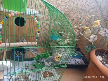 qus qefes: Salam quşlar satılır. çoxdandır saxlayıram sağlam quşlardır neçə ildir — 3