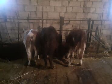 arpa toxumu satışı: Dana, buzov, Dişi, ay: 1, 100 kq, Damazlıq, Südlük, Ətlik, Ünvandan götürmə, Ödənişli çatdırılma — 2