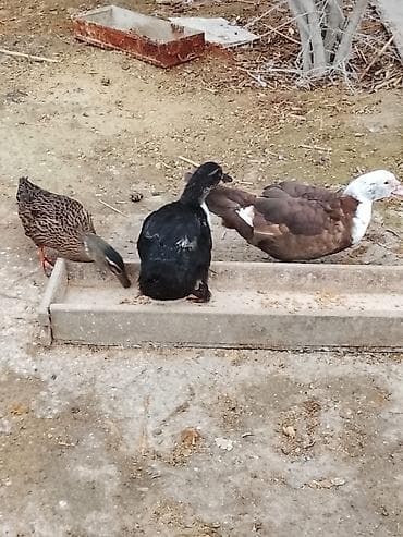 Цыплята: Salam sağlam heyvanlardı .lal 8ayliq dişidi birazdan yumurtlayacaq — 2