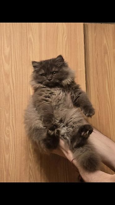 british longhair: Şotland uzun tüklü, Erkək, Yaxşı əllərə, Ünvandan götürmə — 9