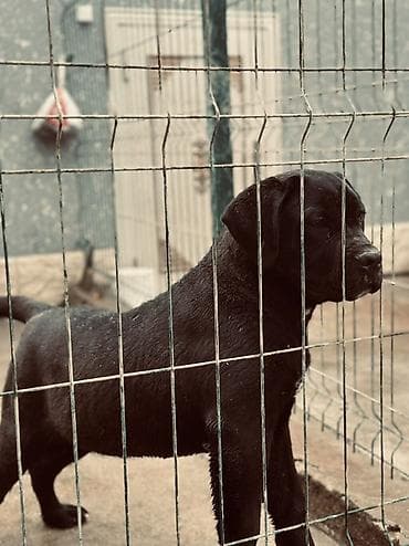 samoyed satisi: 2 Ədəd Erkək və Dişi. Cane Corso Təmiz Qan – həm həyət, həm də ailə — 4