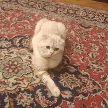 pişik qab: Şotland, Erkək, Cütləşmə üçün — 3