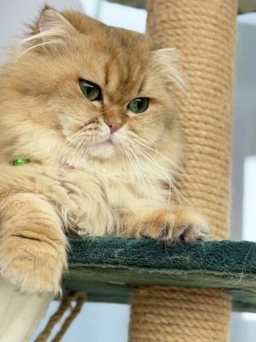 ari mumu: Britan, Erkək, Cütləşmə üçün — 3