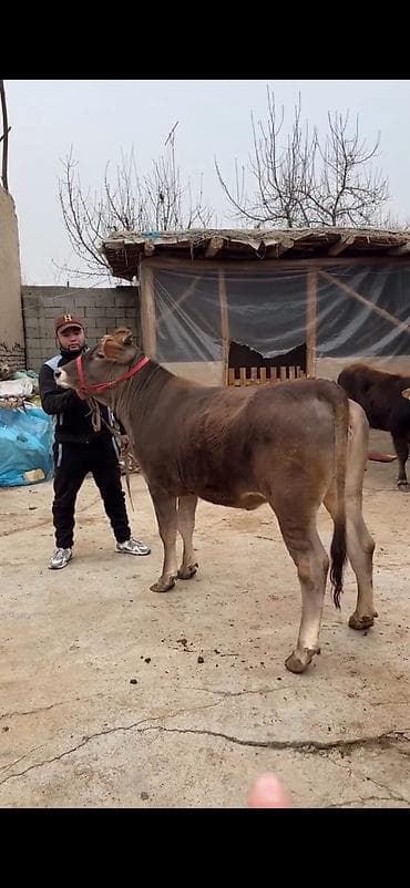 Dana, buzov: Satılır: Qaramal – erkək dana - Cins: yerli tip, qəhvəyi rəngli, ağ — 2