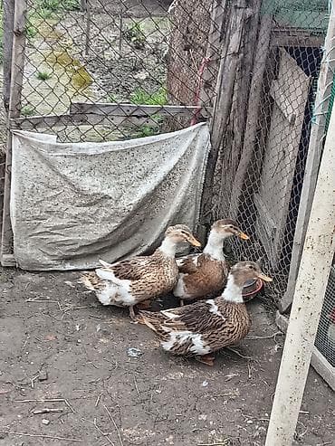 Dişi, Yumurtalıq, Ünvandan götürmə