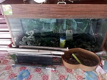 akvarium baliqlari: Akvaryum komplekti - Şüşə akvaryum, taxta görünüşlü üst qapaqla - — 2